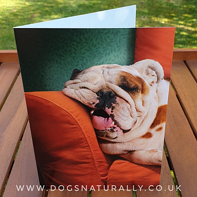 Hangover Bulldog Birthday Card